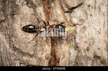 Eine arboreale, zweifarbige, schlanke Ameise, die eine Blattläuse auf der Rinde eines Baumes trägt. Stockfoto