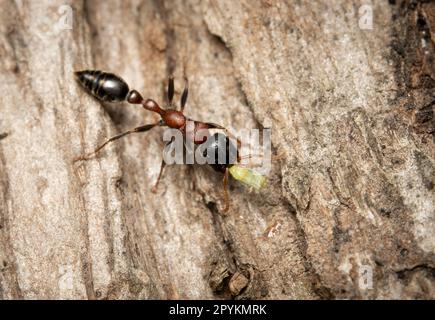 Eine arboreale, zweifarbige, schlanke Ameise, die eine Blattläuse auf der Rinde eines Baumes trägt. Stockfoto