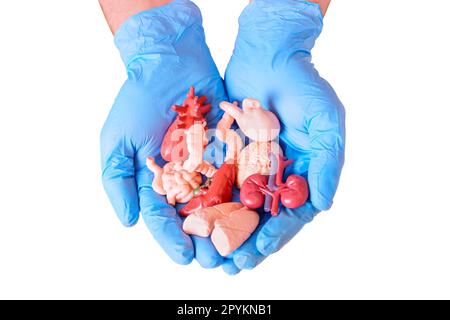 Ein Paar blauer chirurgisch-handgeführter Hände mit Miniatur-anatomischen Modellen essentieller menschlicher Organe. Medizin, Anatomie, Gesundheit und Spende im Zusammenhang mit Backg Stockfoto