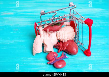Kleiner Einkaufswagen gefüllt mit anatomischen Miniaturmodellen menschlicher Organe. Kreatives Organspendekonzept. Stockfoto