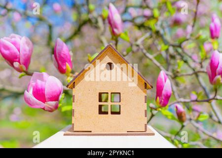 Miniaturmodell aus Holz, eingebettet zwischen einem blühenden rosa Magnolienbaum. Frühling und saisonales Design-Konzept. Stockfoto