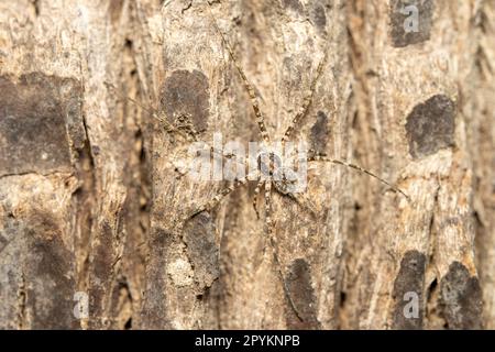 Eine zweischwänzige Spinne oder eine Hersilie, die an der Rinde eines Baumes getarnt ist Stockfoto