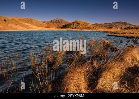 Lange Gräser, die im Wind neben Ael Tarn, auf einem Hügel über dem Eskdale-Tal, gleich vor Boot, im späten Nachmittagslicht wehen. Lake District Stockfoto