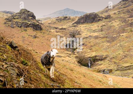 Neugierige Schafe über der Lingcove Bridge über Lingcove Beck mit Wasserfällen, die in die oberen Bereiche des Flusses Esk fließen. ESK Pike, der Berg im Hintergrund Stockfoto