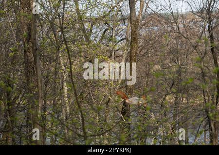 Eichhörnchenwald. Ein kleines rothaariges Tier sitzt auf einem Baum und isst Früchte. Frühlingswuchswald. Eichhörnchen springen von Ast zu Ast. Wildes weib Stockfoto