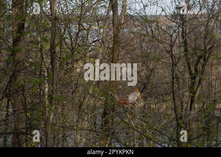 Eichhörnchenwald. Ein kleines rothaariges Tier sitzt auf einem Baum und isst Früchte. Frühlingswuchswald. Eichhörnchen springen von Ast zu Ast. Wildes weib Stockfoto