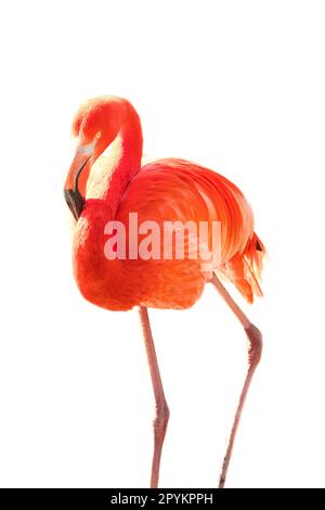 Flamingo, isoliert, abgelöst, zum Bearbeiten. Rosafarbener Vogel. Elegantes Gefieder. Tropischer Vogel. Single im Stehen Stockfoto