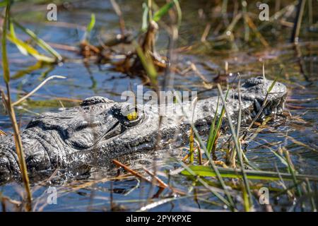 Nilkrokodil (Crocodylus niloticus) Verschlüsse von Reptilienkopf und Gesicht. Gelbes Auge. Chobe-Nationalpark, Botsuana, Afrika Stockfoto