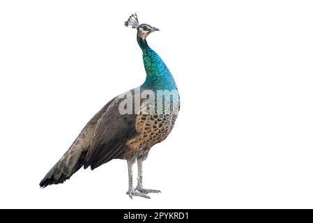 Ein stehender Pfau isoliert auf weißem Hintergrund. Beschneidungspfad Stockfoto