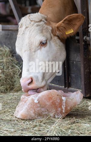 Kuh leckt einen Salzblock, der Nährstoffe enthält, die das Vieh benötigt. Cheshire, Großbritannien. Stockfoto