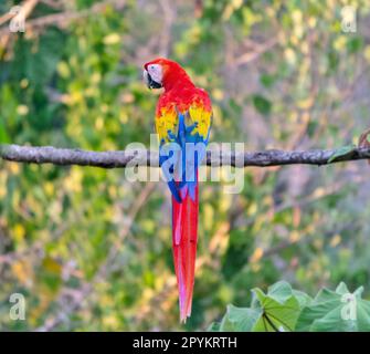 Hellroten Aras in Costa Rica Stockfoto