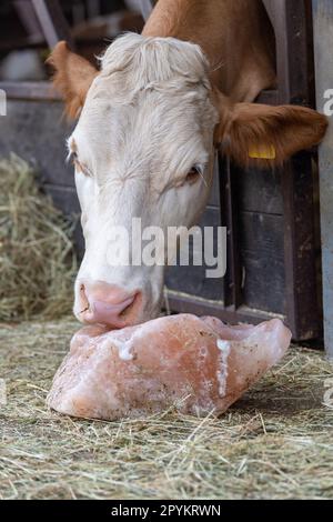 Kuh leckt einen Salzblock, der Nährstoffe enthält, die das Vieh benötigt. Cheshire, Großbritannien. Stockfoto