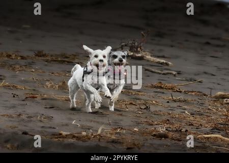 Zwei Schnuddelhunde, die am Strand Rennen und Spaß haben Stockfoto