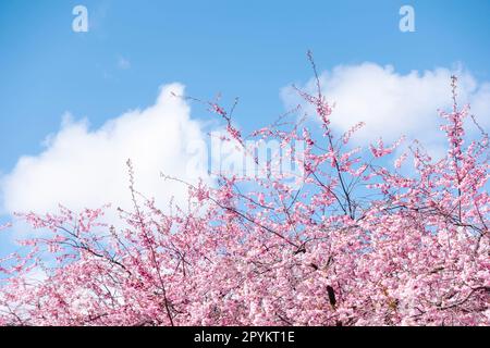 Sakura-Blüte aus rosa Kirschbäumen im Frühling mit blauem Himmelshintergrund Stockfoto