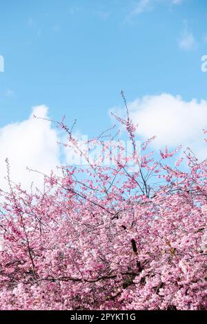 Sakura-Blüte aus rosa Kirschbäumen im Frühling mit blauem Himmelshintergrund Stockfoto