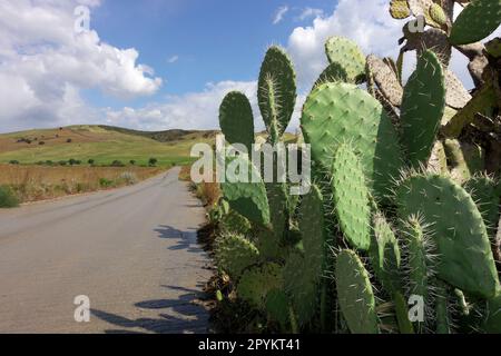 Stachlige Nopales aus Stachelbirne und verschwommene Landstraße von Sizilien, Italien Stockfoto