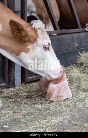 Kuh leckt einen Salzblock, der Nährstoffe enthält, die das Vieh benötigt. Cheshire, Großbritannien. Stockfoto