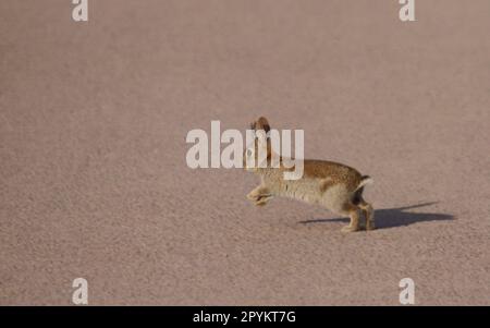 Kaninchen läuft auf der Straße Stockfoto