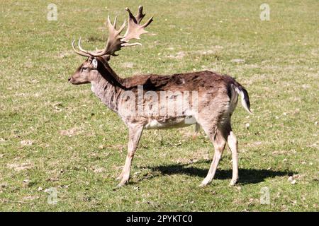 Männlicher Damhirsch auf einer Waldwiese. Schönes Tier mit großem Geweih. Tierarten mit großem Vorkommen in Europa und Asien. Stockfoto