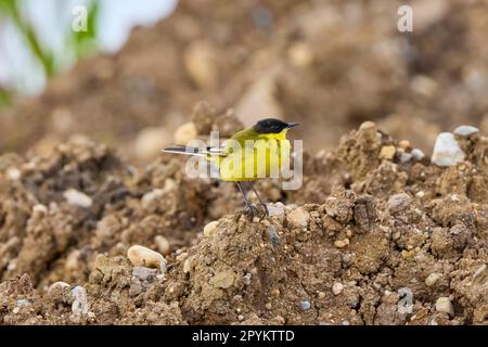 Schwarzer westlicher Gelbschwanz (Motacilla flava feldegg) auf dem Boden Stockfoto