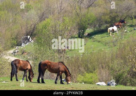 Pferde auf Weiden auf Bergwiesen Stockfoto