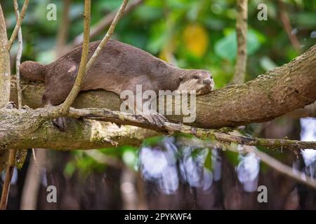 Glatt beschichteter Otter liegt auf einem Ast über einem Mangrovenstrand, Singapur Stockfoto