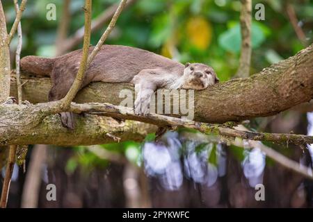 Glatt beschichteter Otter liegt auf einem Ast über einem Mangrovenstrand, Singapur Stockfoto