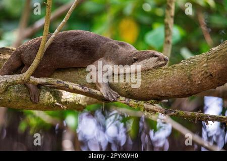 Glatt beschichteter Otter liegt auf einem Ast über einem Mangrovenstrand, Singapur Stockfoto