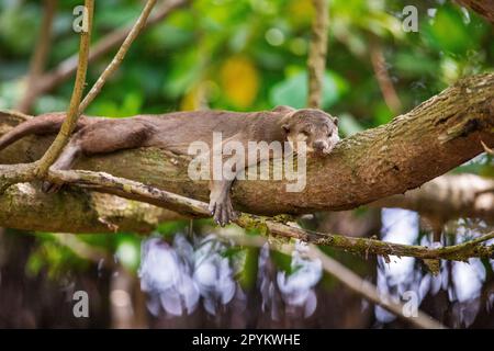 Glatt beschichteter Otter liegt auf einem Ast über einem Mangrovenstrand, Singapur Stockfoto