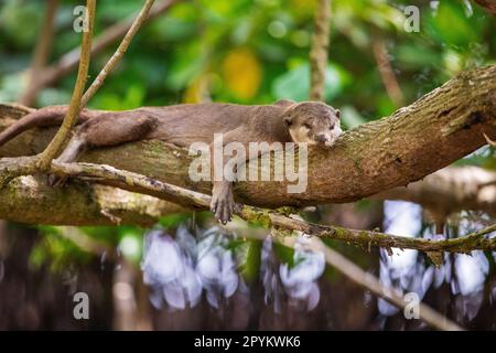 Glatt beschichteter Otter liegt auf einem Ast über einem Mangrovenstrand, Singapur Stockfoto