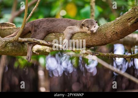 Glatt beschichteter Otter liegt auf einem Ast über einem Mangrovenstrand, Singapur Stockfoto