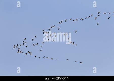 Herde von Rotfußgänsen, die in Formation fliegen Stockfoto