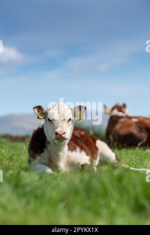 Glückliches Hereford-Kalb lag im Gras auf einer Berglandweide, Cumbria, Großbritannien. Stockfoto