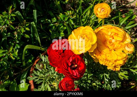 Persische Butterblume, Ranunculus asiaticus, Blume, Pruhonice, Tschechische Republik, 27. April 2023. (CTK Photo/Libor Sojka) Stockfoto