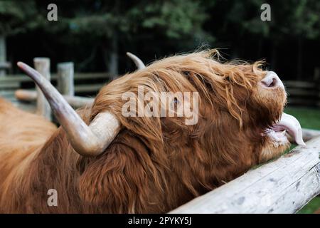 Schottischer Highland-Bulle auf Bauernhof. Der Highland ist eine schottische Rasse rustikaler Rinder. Es stammt aus den schottischen Highlands und dem Outer Hebriden-Islan Stockfoto