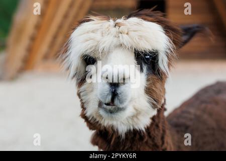 Ein neugieriger Alpaka, der für ein Foto posiert. Lustig aussehende Alpaka auf dem Bauernhof Stockfoto