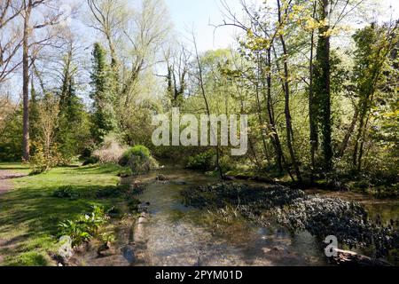 Ein wunderschöner Abschnitt des Flusses Dour, der durch den Kearsney Abbey Park fließt. Stockfoto