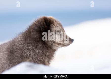 Polarfuchs (Vulpes lagopus), Porträt Stockfoto
