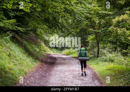 Senderista en el bosque, pista de Anapia a prados de Sanchese, Trekking de las Golondrinas, Lescun, región de Aquitania, departamento de Pirineos Atlá Stockfoto