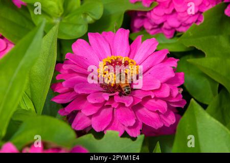 Sydney Australien, Biene auf einer lila Zinnia-Blume mit gelber Mitte Stockfoto