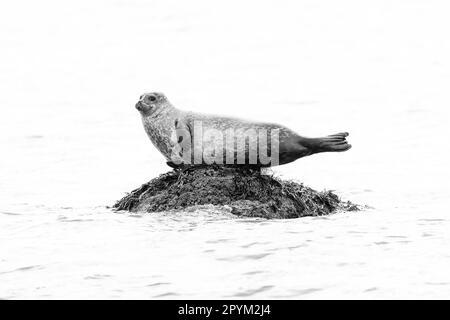 Seehunde (Phoca vitulina), die auf einem Felsen gezogen wurden Stockfoto