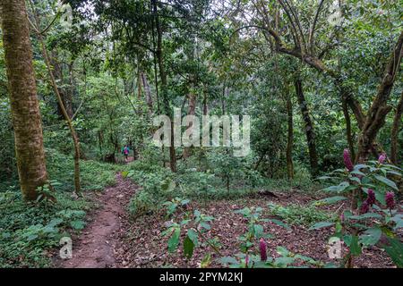 laderas de bosque lluvioso en el volcan de Atitlán, lago de Atitlán, Sololá Guatemala, Mittelamerika Stockfoto