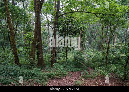 laderas de bosque lluvioso en el volcan de Atitlán, lago de Atitlán, Sololá Guatemala, Mittelamerika Stockfoto