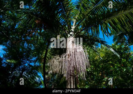 Sydney, Australien, mit Blick in die Baumkronen einer archontophoenix-Cunninghamiana-Pallm Stockfoto