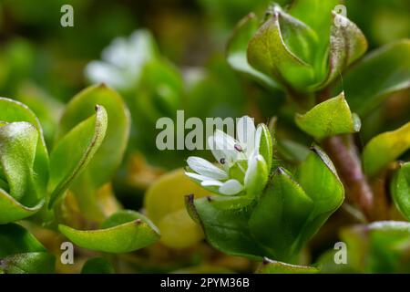 Im Frühling wachsen die Medien in Stellaria in freier Wildbahn. Eine krautige Pflanze, die im Garten oft als Unkraut wächst. Kleine weiße Blüten auf fleischigen grünen Stämmen. Stockfoto