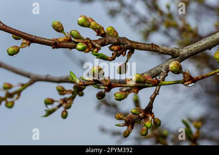 Blumiger Hintergrund mit weißen Blumen und grünen Blättern. Pflaumenblüten im Frühlingsgarten. Wilde Pflaumen blühen. Makro, Nahaufnahme.selektiv Stockfoto