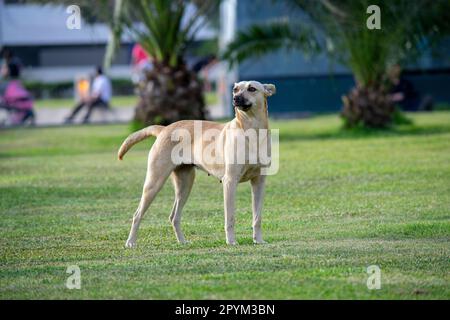 Ein Hund genießt einen Tag im Park. Selektiver Fokus. Stockfoto