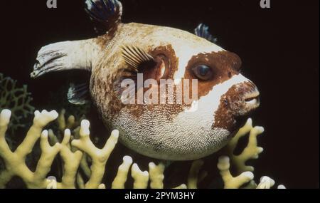 Der Maskenpuffer (Arothron diadematus) ist ein Pufferfisch der Familie Tetraodontidae, die im Roten Meer lebt. Stockfoto