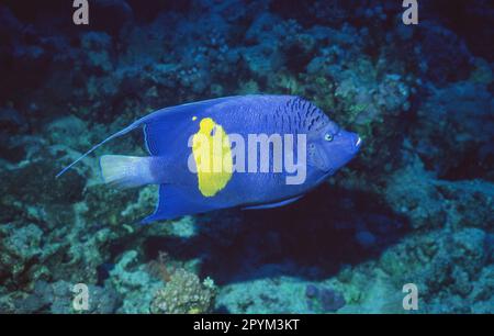 Pomacanthus maculosus, der gelbliche Engelfisch, findet sich im Persischen Golf, im Golf von Oman, im Mittelmeer und im Roten Meer. Stockfoto