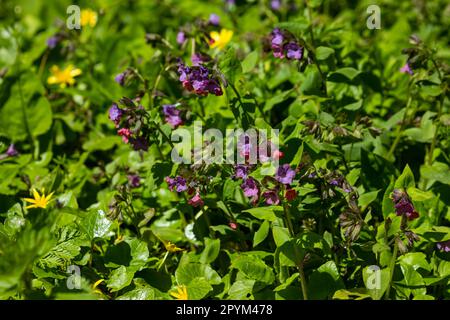 Die Blüte der hellen Pulmonaria im Frühling. Lungenkraut. Blüten verschiedener Violetttöne in einer Blüte. Honigpflanze. Die erste Frühlingsblume. Pu Stockfoto